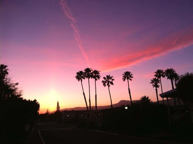 sunset palm tree